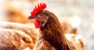 Salmonella
