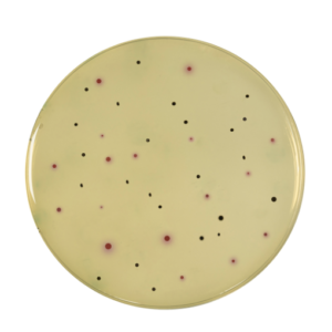 Perfecto-Duo-Agar