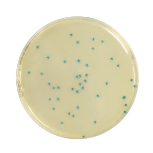 Rhapsody AGAR Supplement