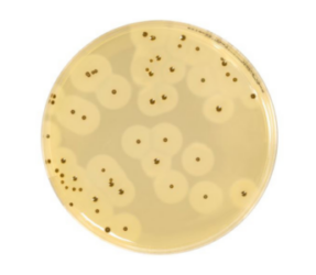 Easy Staph Agar®